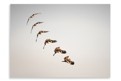 Birds in Flight Sequence
